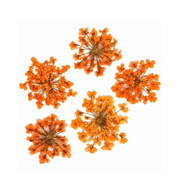 Suho cvetje – oranžno