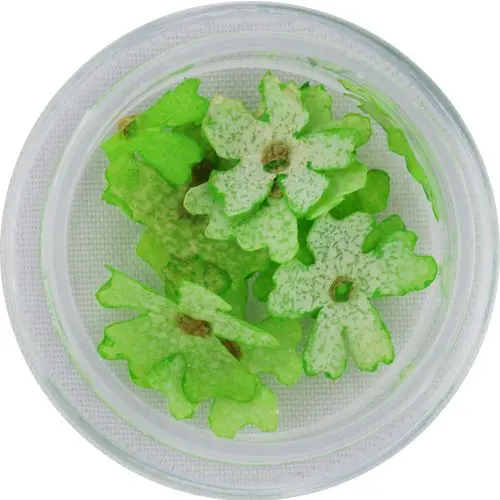 Svetlo zeleno suho cvetje